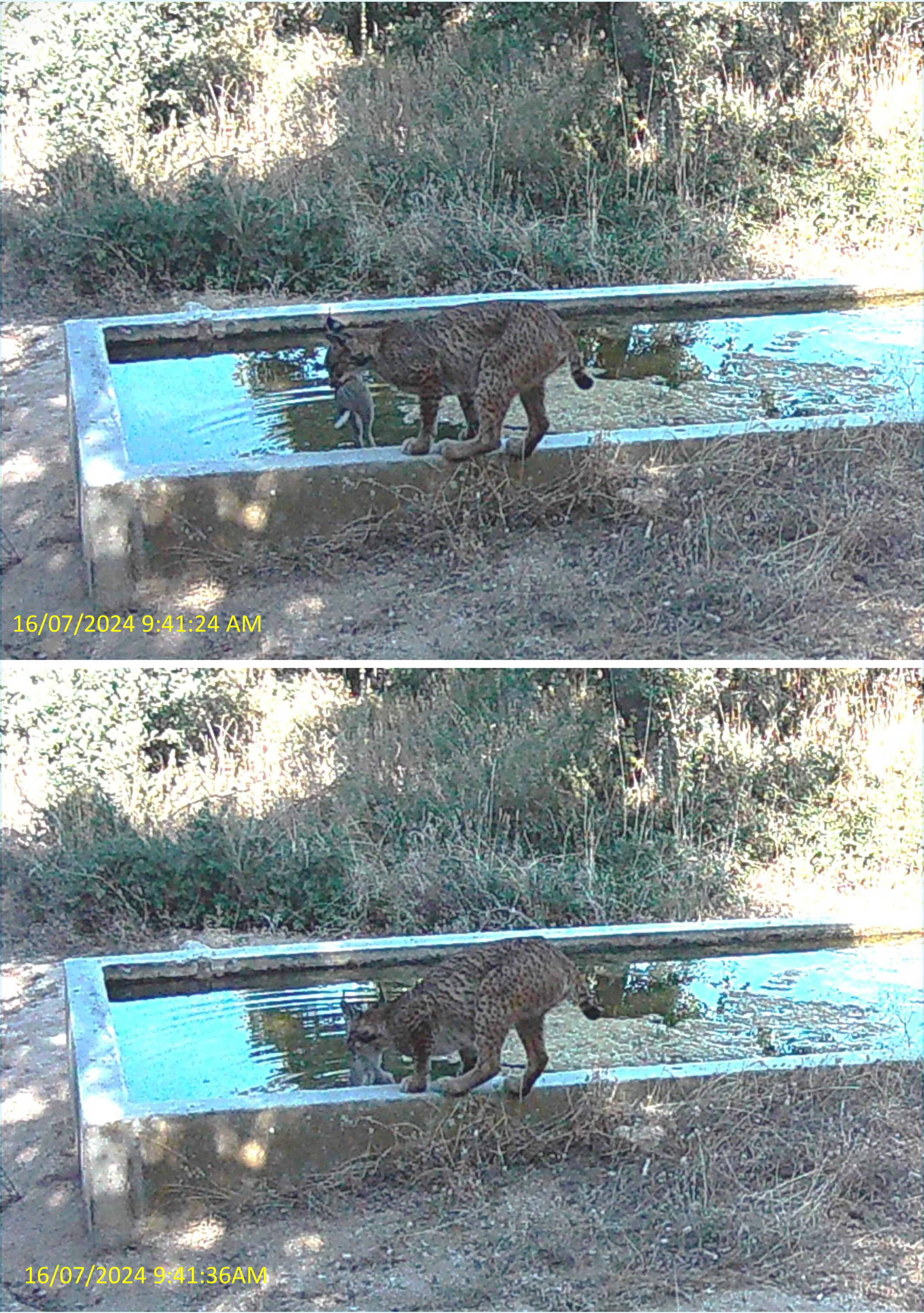 Naia the lynx soaks her rabbit prey at a water trough, two images taken from a camera trap one on top of the other showing Naia stood on the ledge around the water and dipping the rabbit in. Naia the lynx soaks her rabbit prey at a water trough, two images taken from a camera trap one on top of the other showing Naia stood on the ledge around the water and dipping the rabbit in.